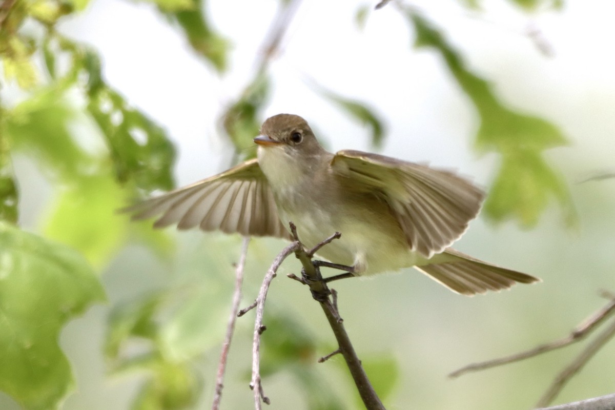 Willow Flycatcher - ML619450756