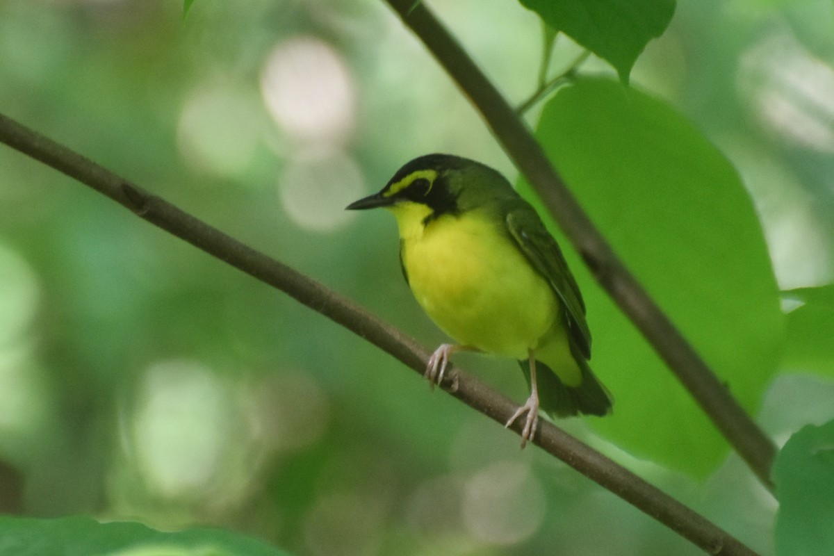 Kentucky Warbler - ML619450757