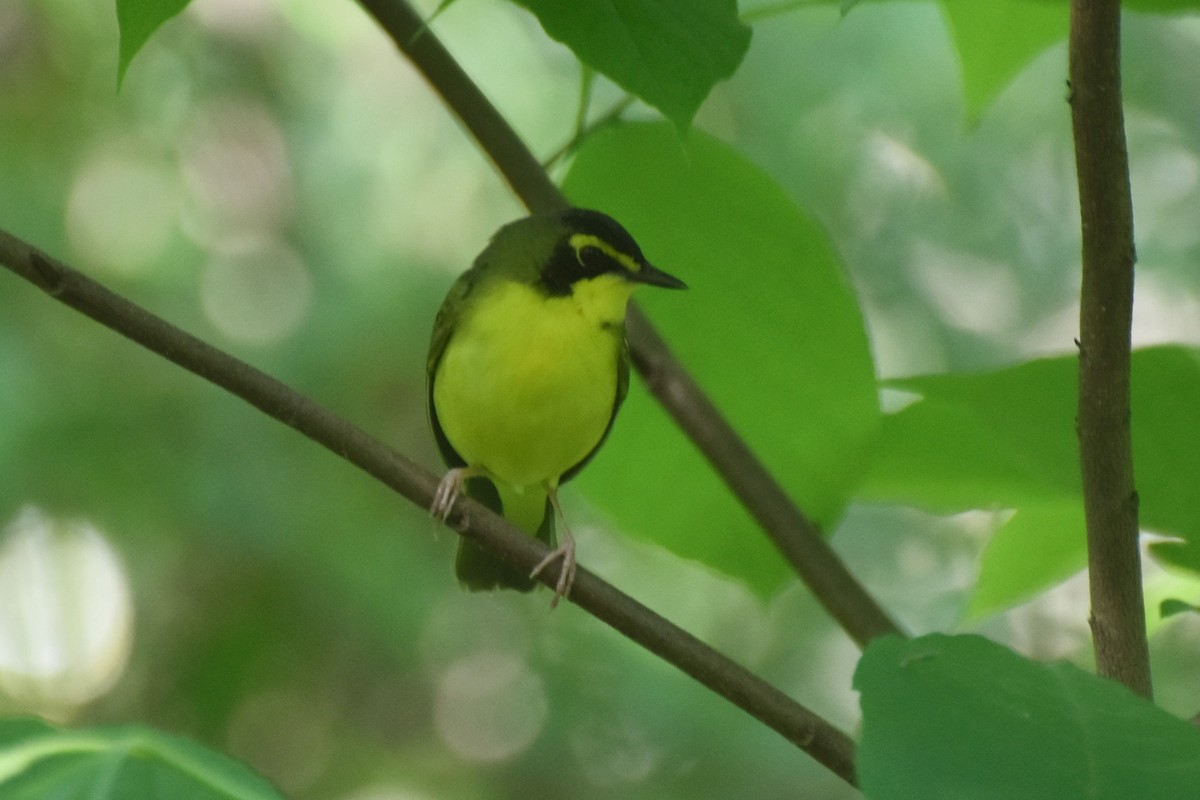 Kentucky Warbler - ML619450759