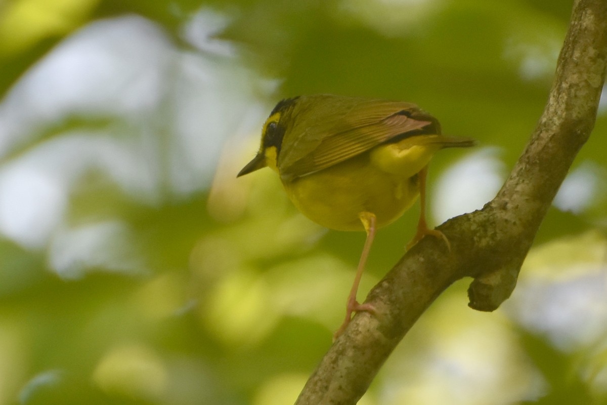 Kentucky Warbler - stephen johnson  🦜