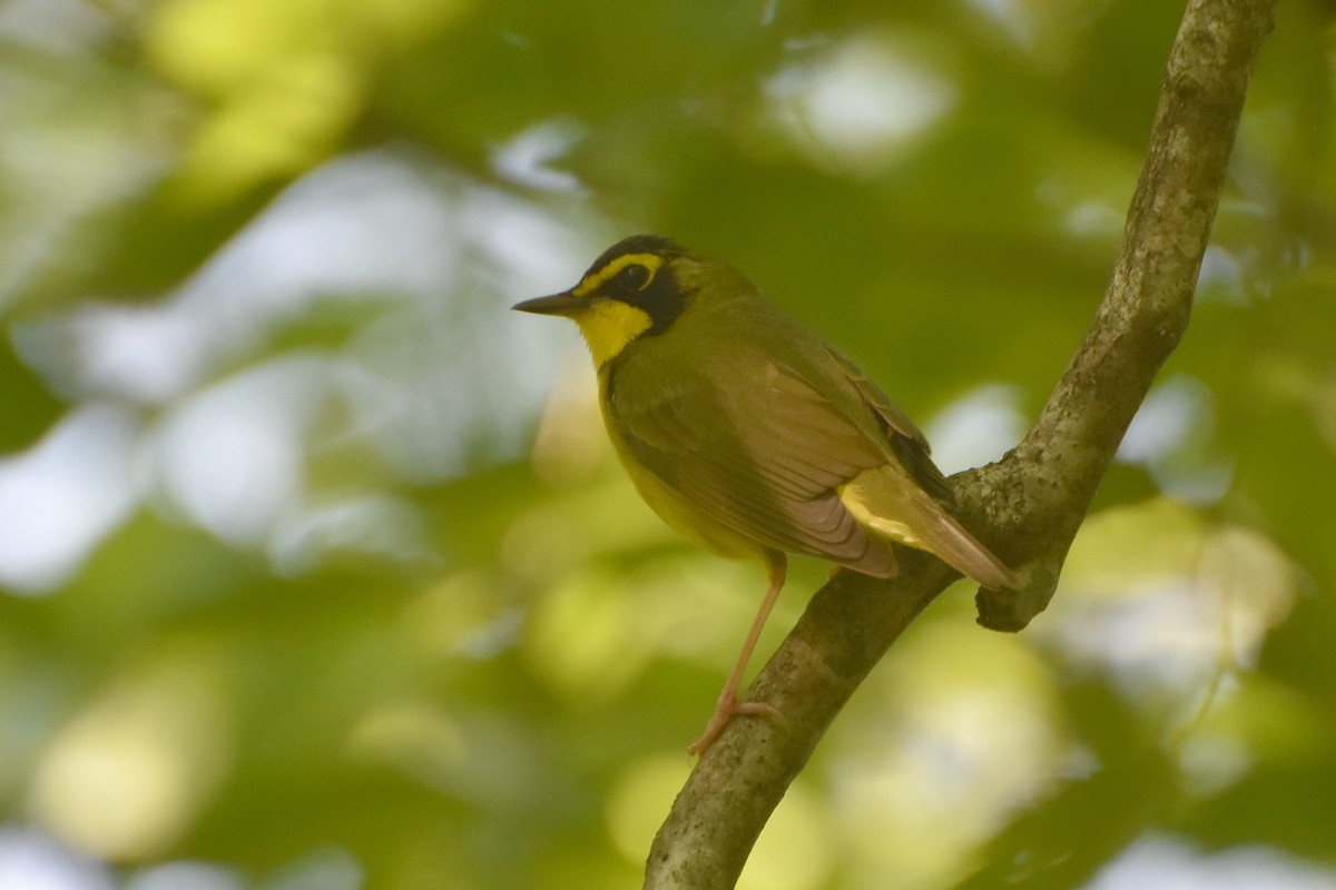 Kentucky Warbler - ML619450762