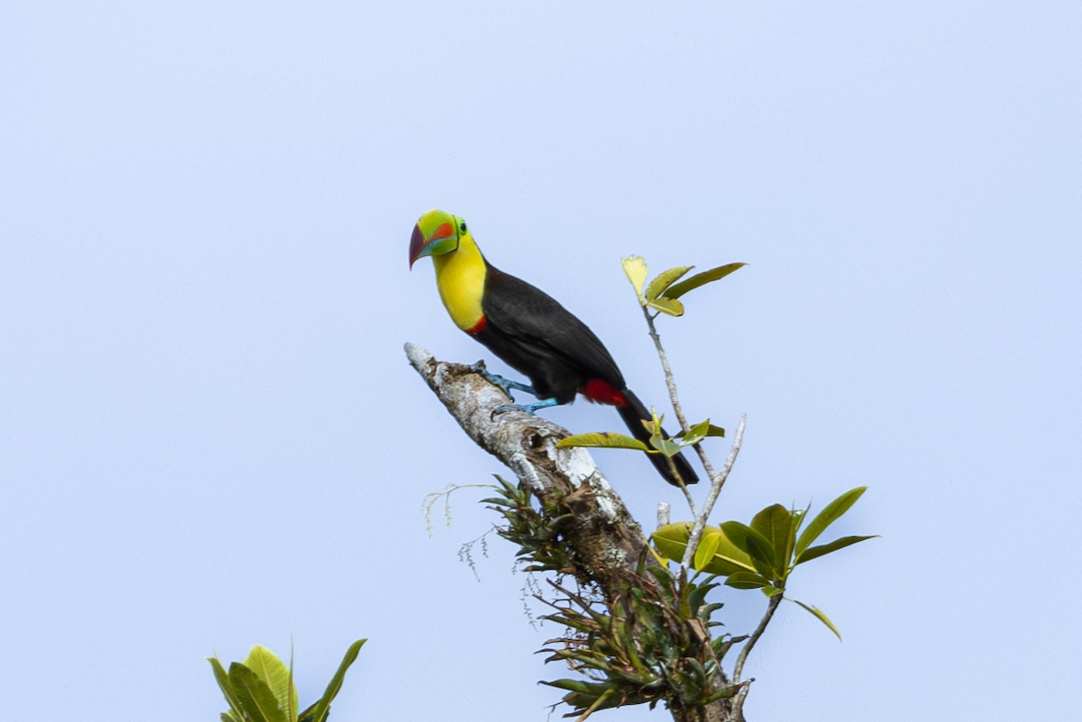 Keel-billed Toucan - Mason Flint