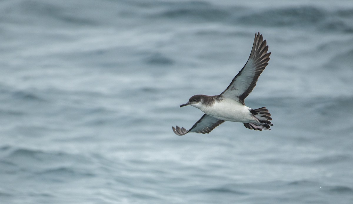 Manx Shearwater - Theo de Clermont