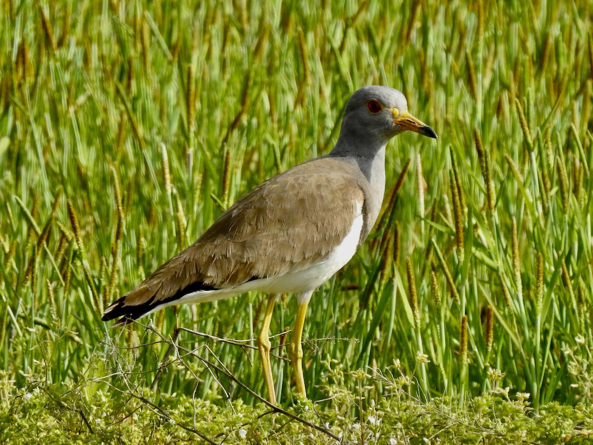 Gray-headed Lapwing - ML619450773