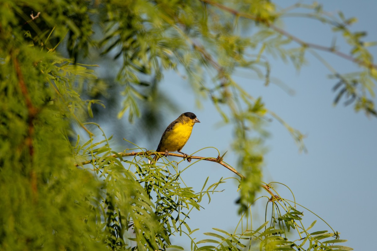 Lesser Goldfinch - Greg Halbach