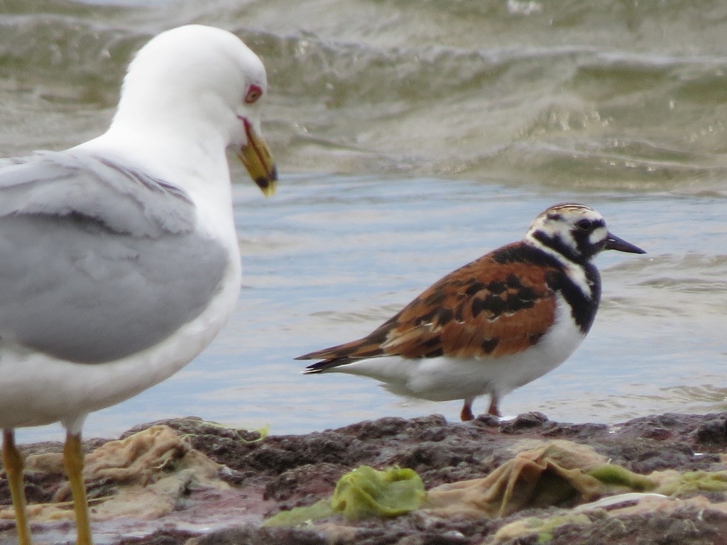 Ruddy Turnstone - ML619450775