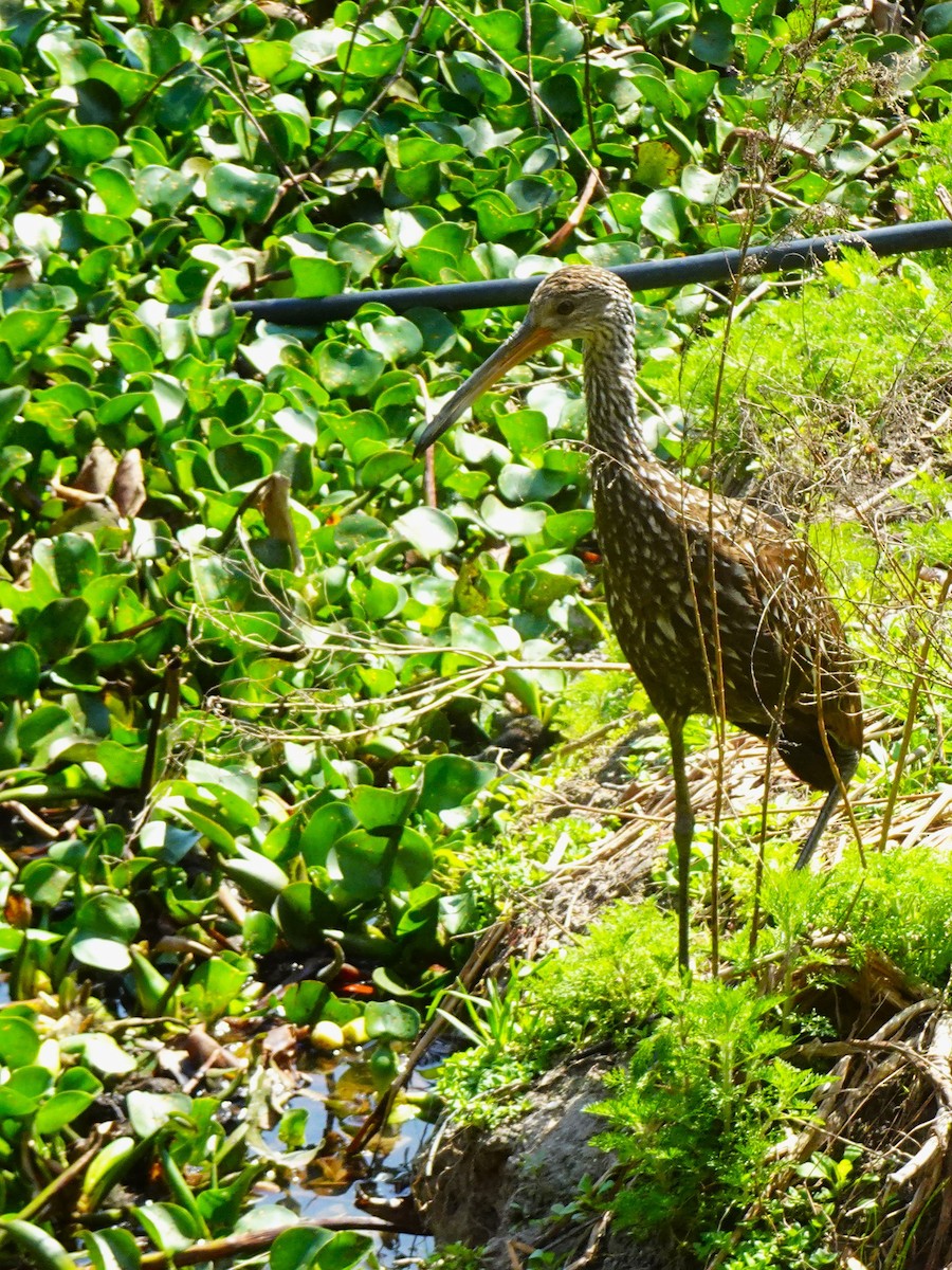 Limpkin - ami horowitz