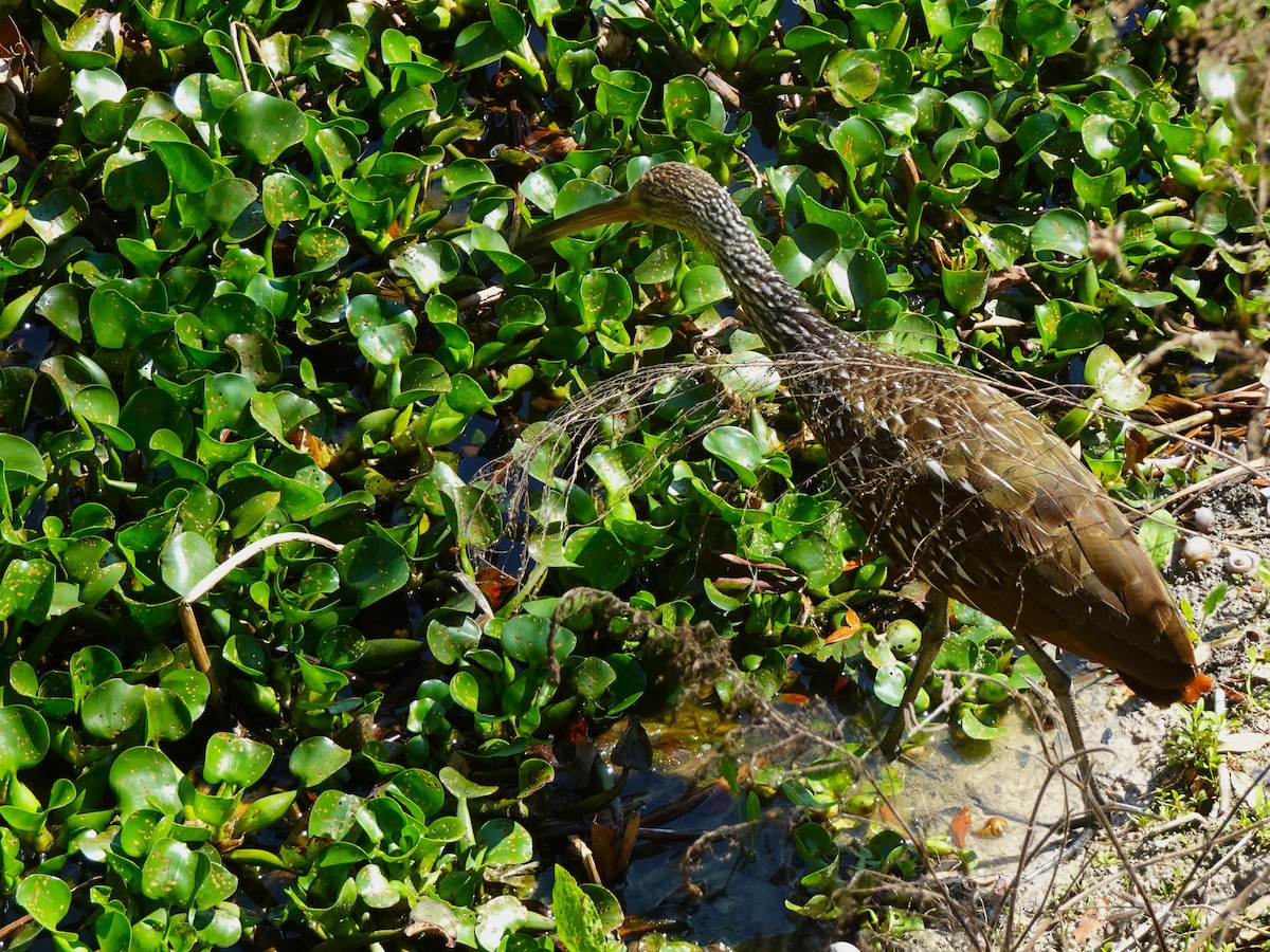 Limpkin - ami horowitz