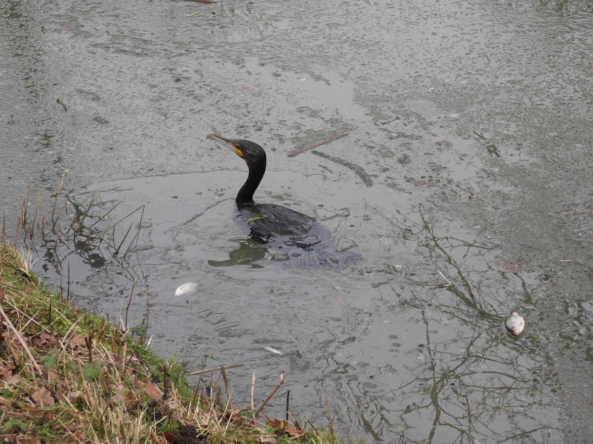 Great Cormorant - Mac  McCall