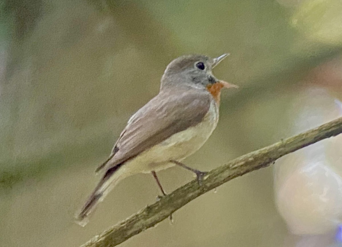 Red-breasted Flycatcher - ML619450799