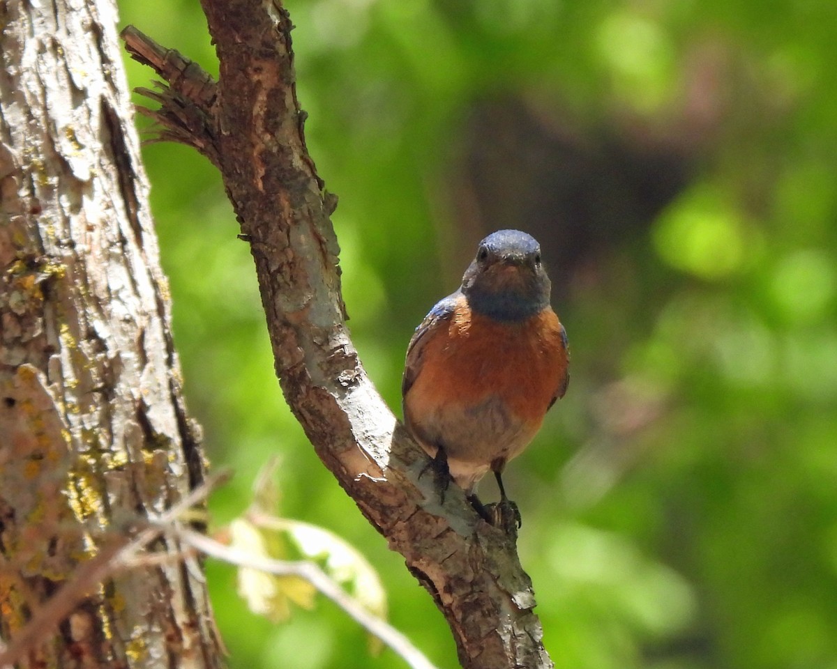 Western Bluebird - Tony Sullivan