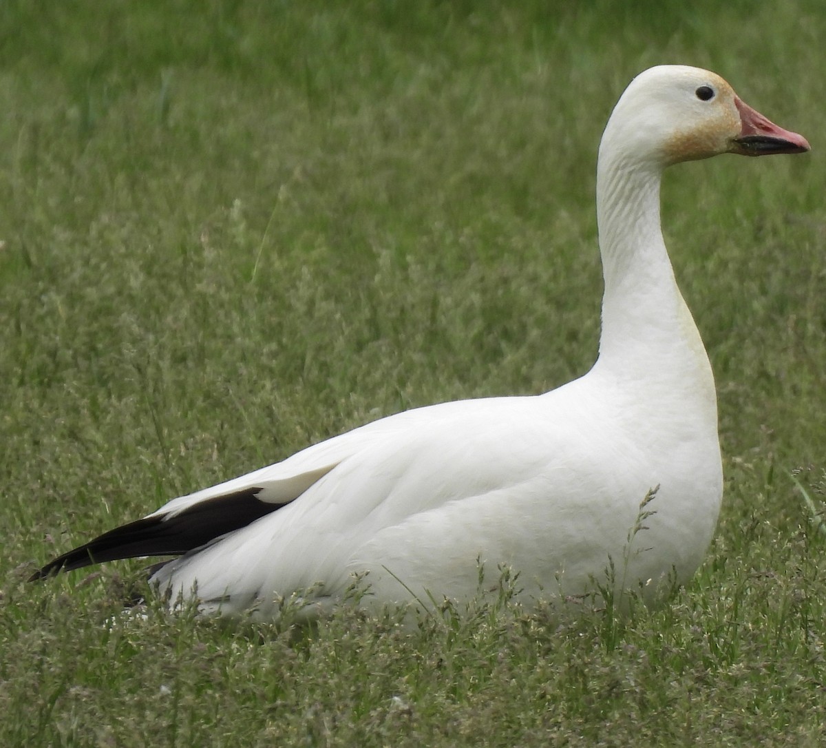 Snow Goose - Denise Hughes