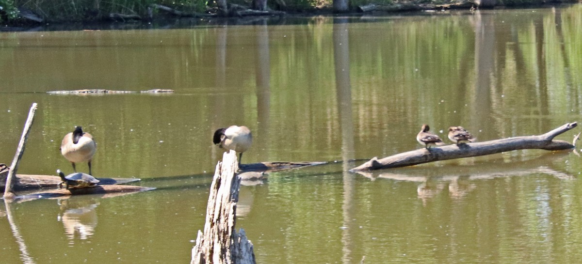 Hooded Merganser - ML619450810