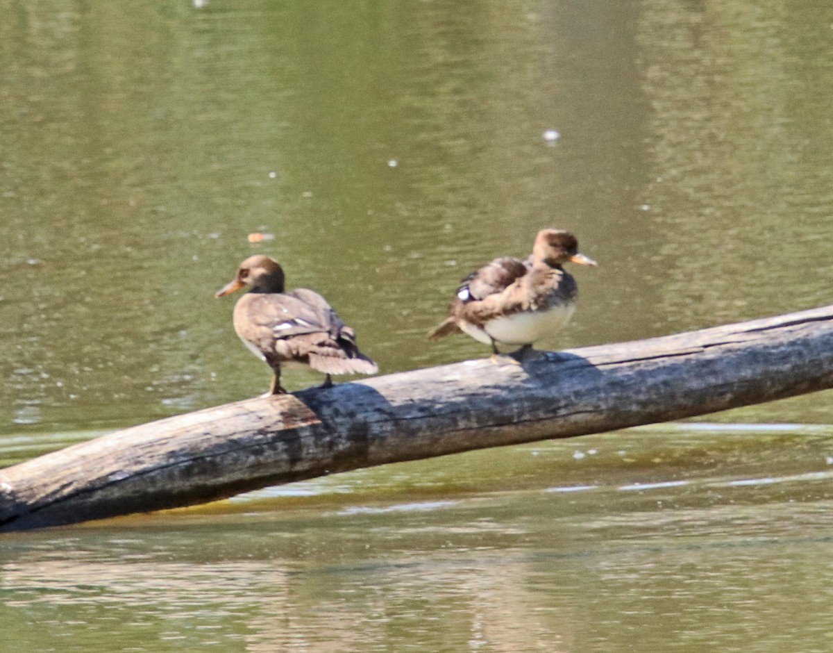 Hooded Merganser - ML619450813