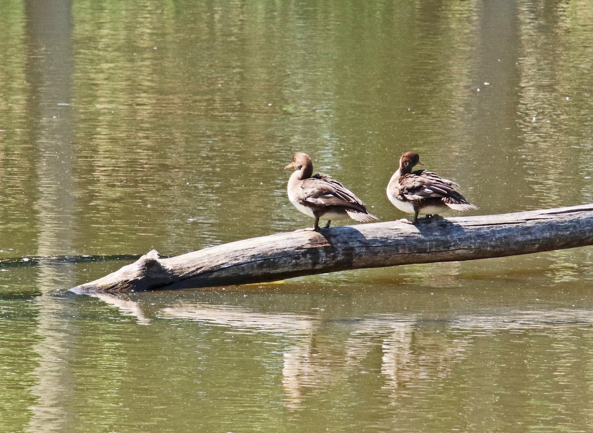 Hooded Merganser - ML619450814