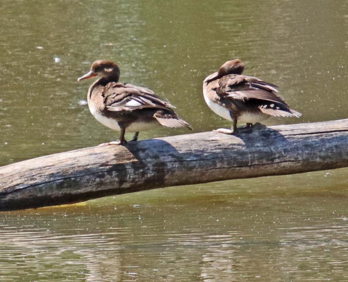 Hooded Merganser - ML619450815