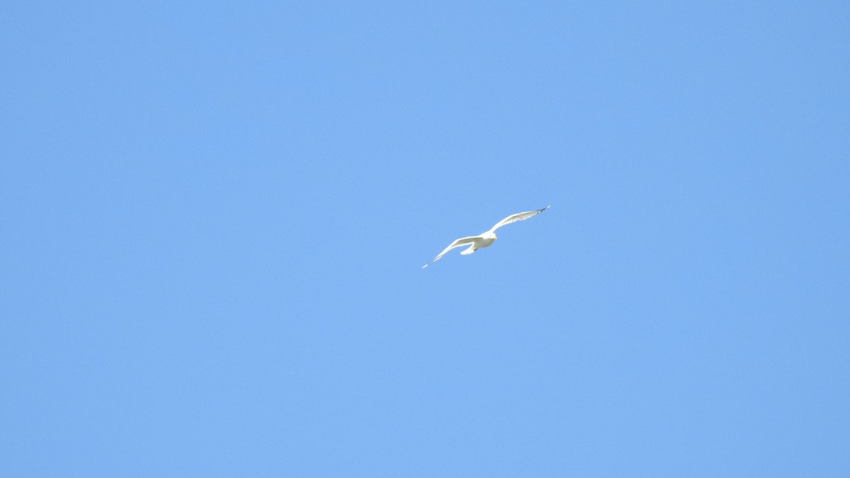 Herring Gull - Anca Vlasopolos