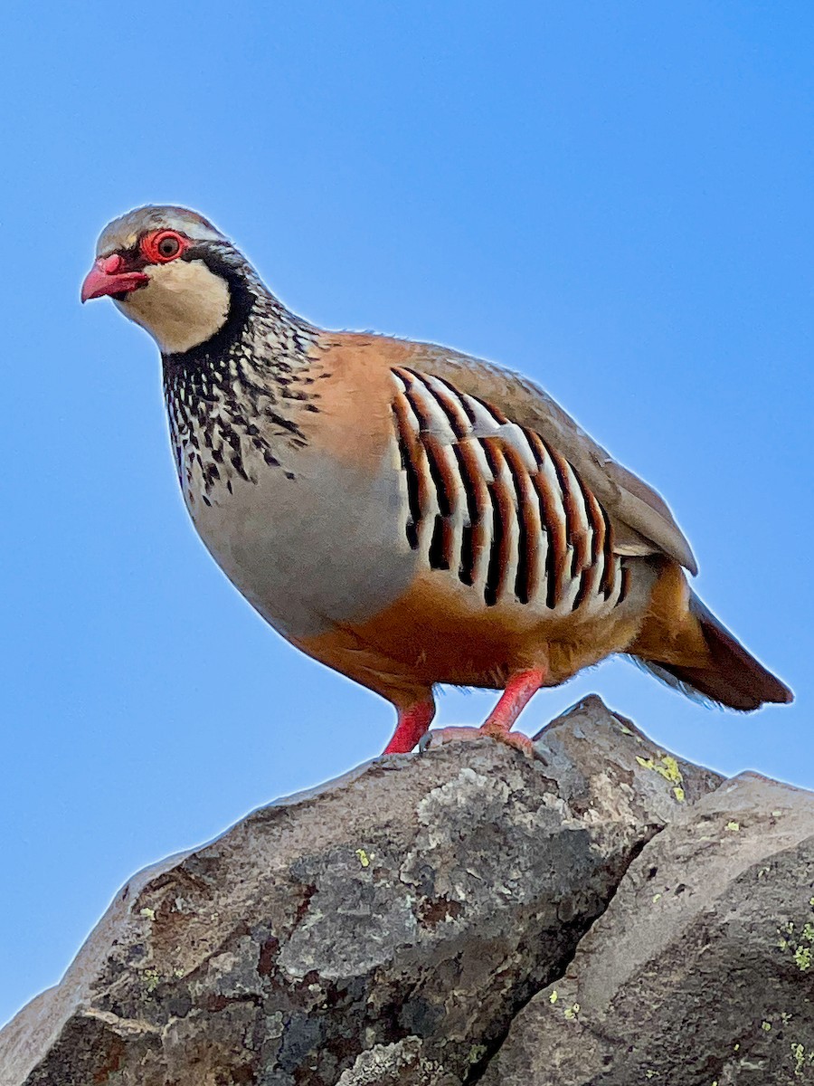 Red-legged Partridge - ML619450833