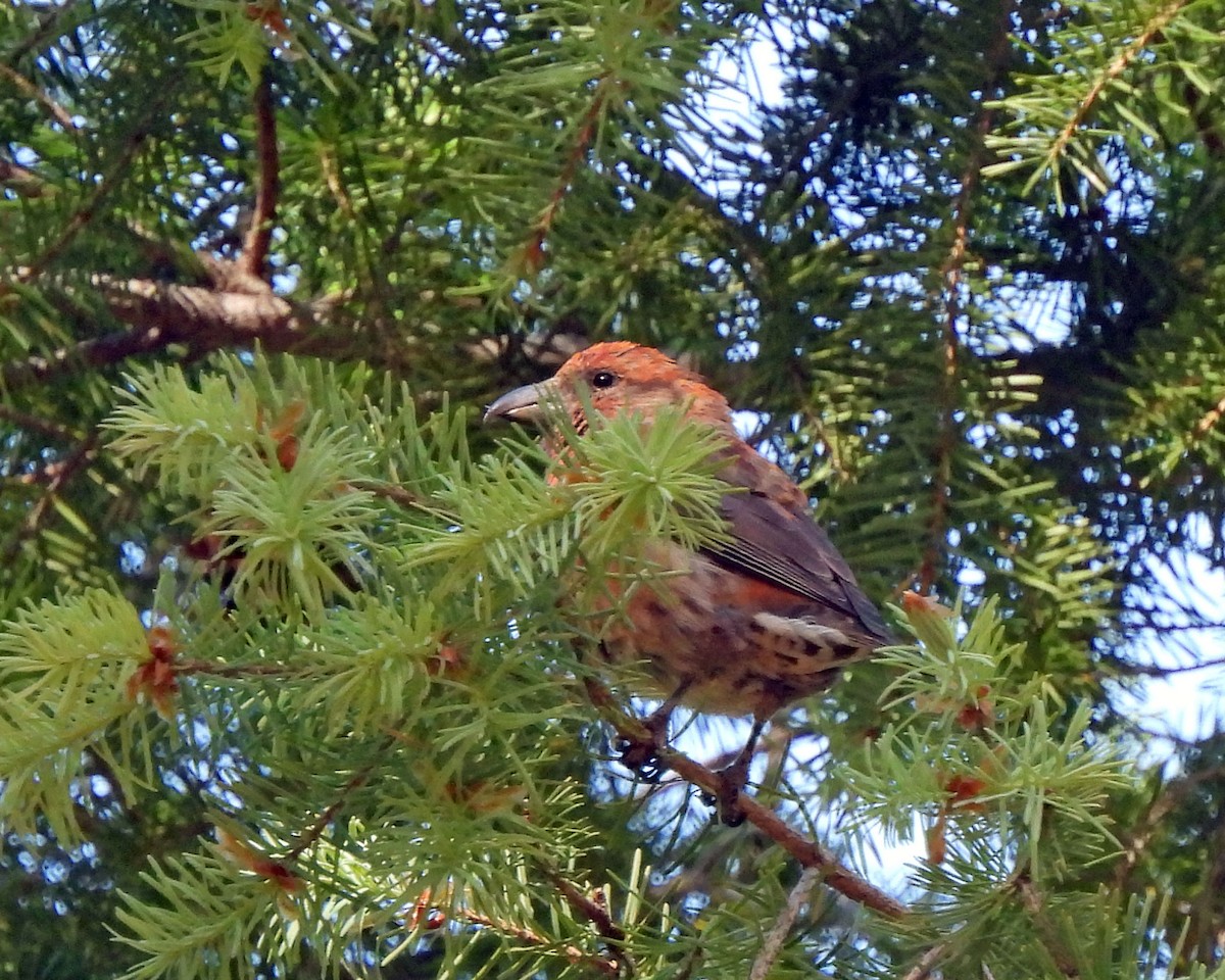 Red Crossbill - Tony Sullivan