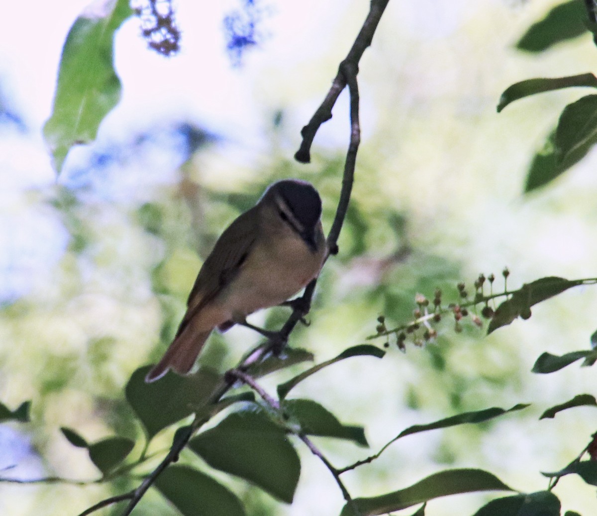 Red-eyed Vireo - Tom Nolan