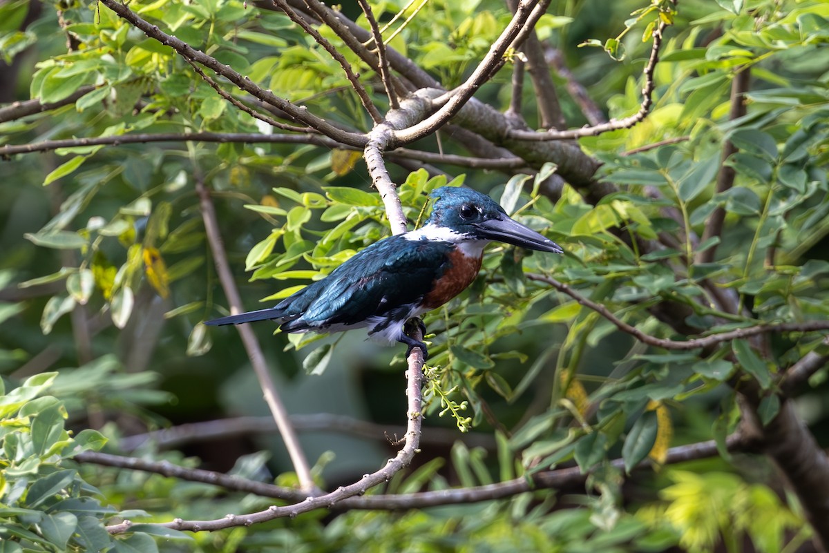 Ringed Kingfisher - Mason Flint