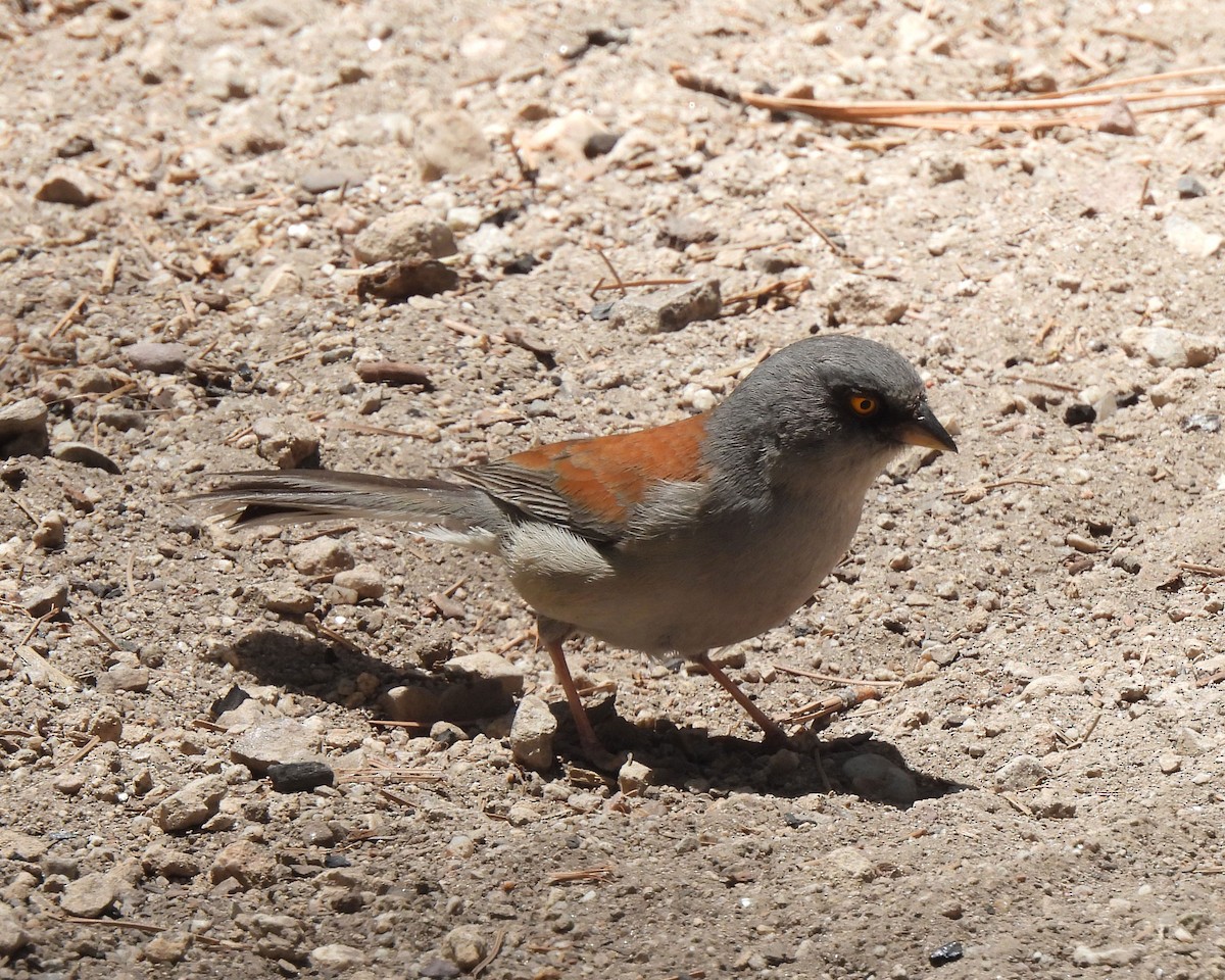 Yellow-eyed Junco - Tony Sullivan