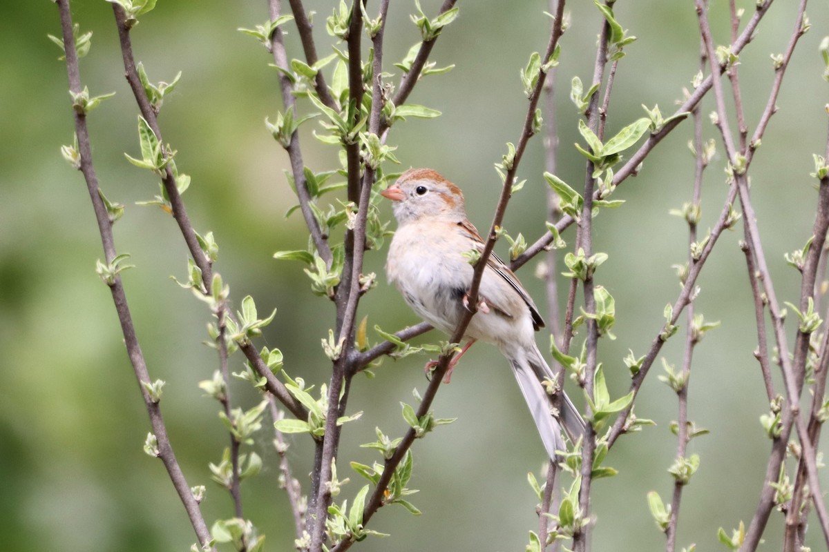 Field Sparrow - Tom Thaller