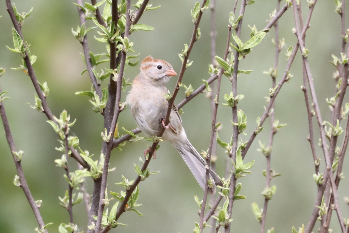 Field Sparrow - Tom Thaller