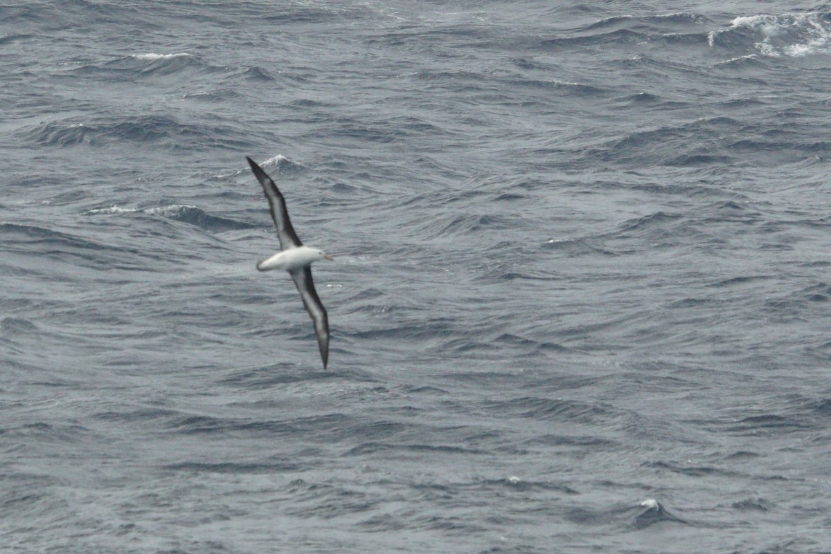 Black-browed Albatross - Mike Pennington