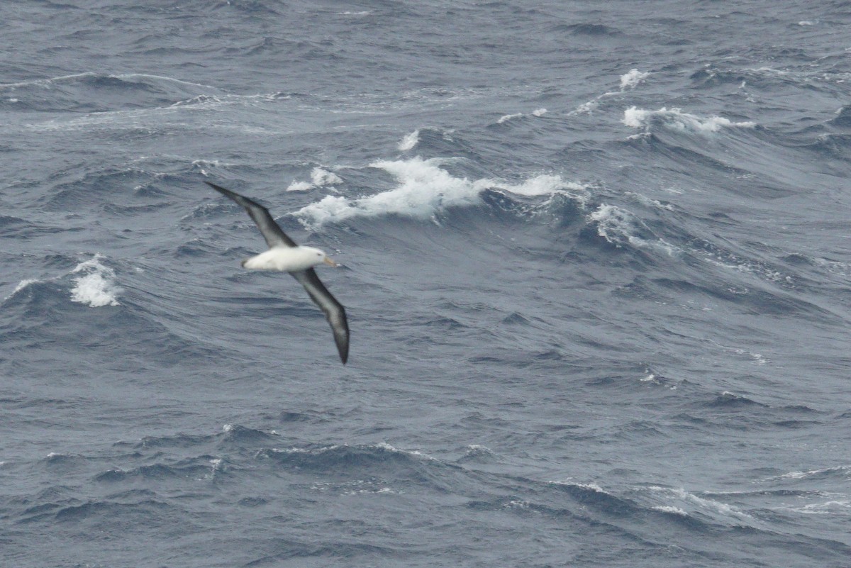 Black-browed Albatross - Mike Pennington