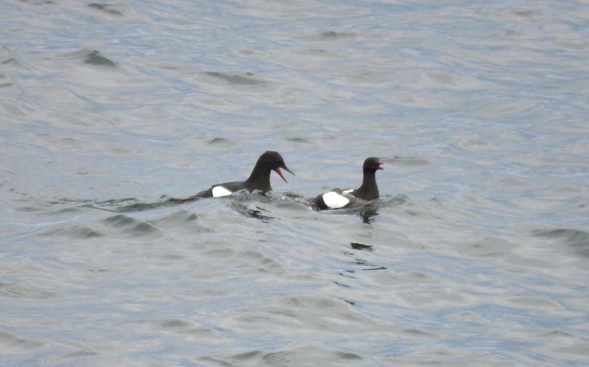 Black Guillemot - Hannah Glass