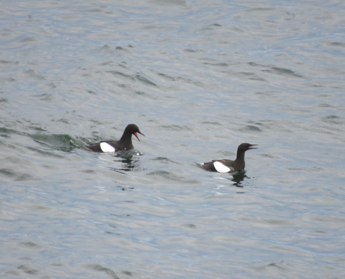 Black Guillemot - Hannah Glass