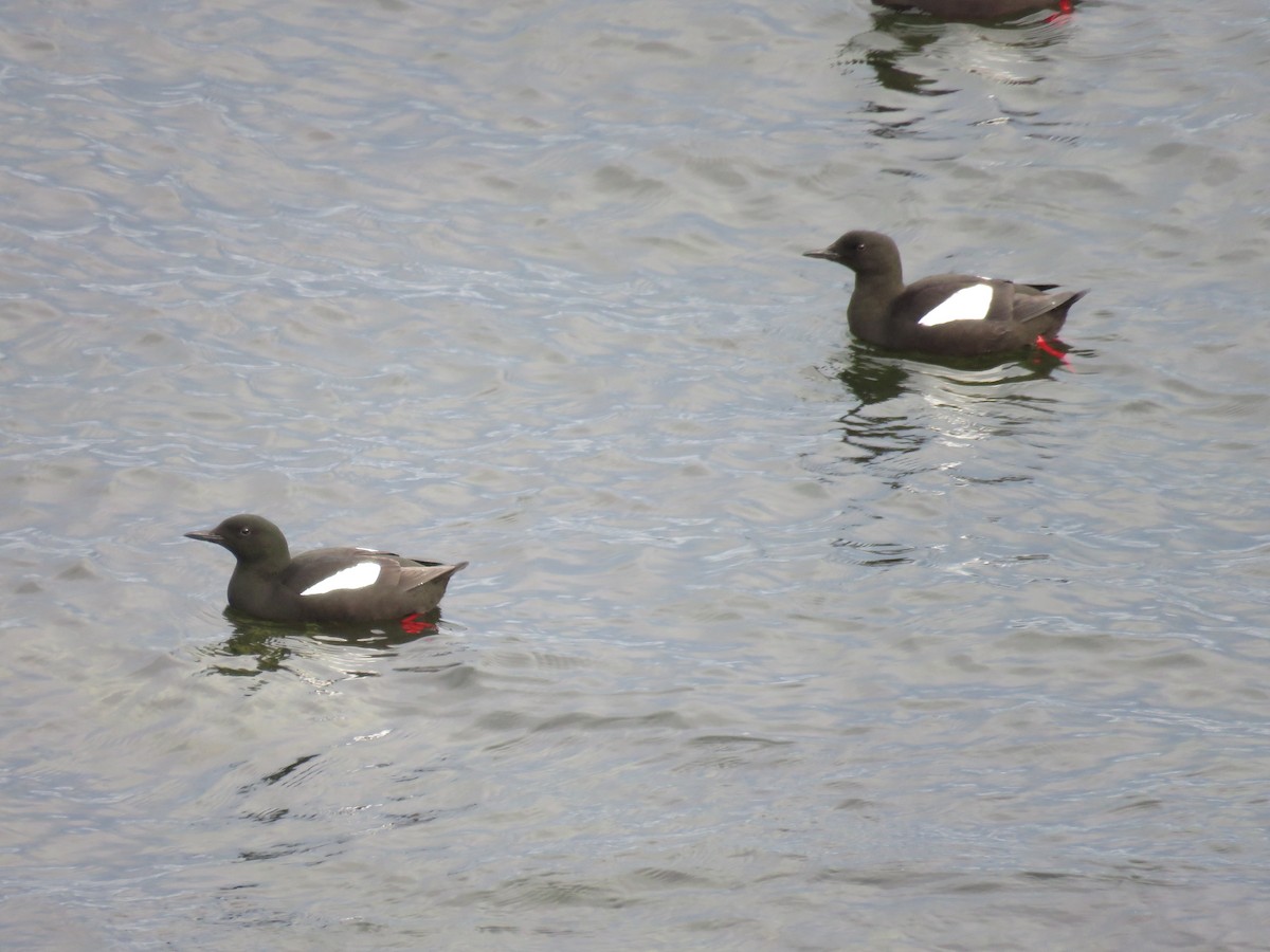 Black Guillemot - Hannah Glass