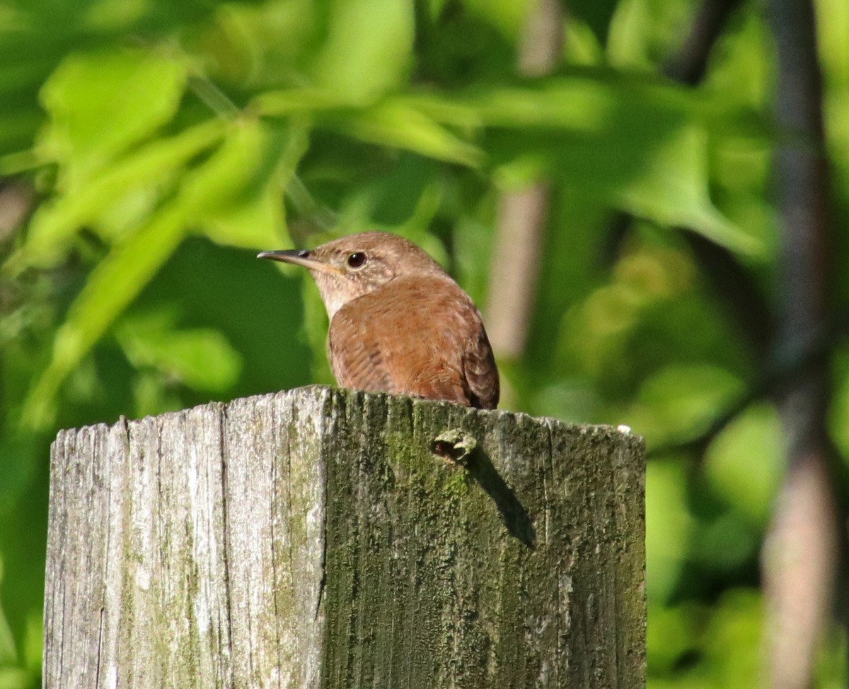 House Wren - Tom Nolan