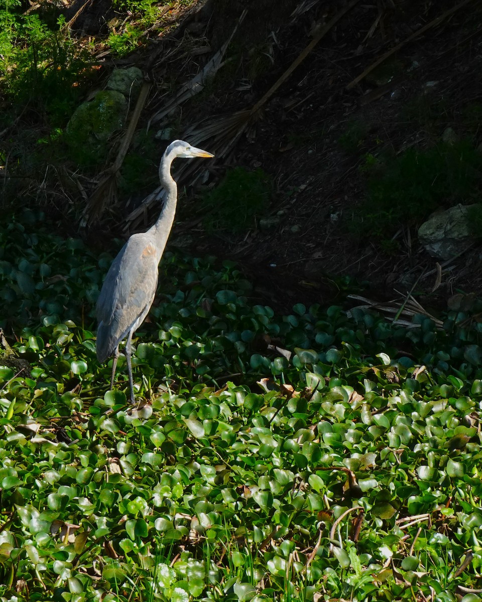 Great Blue Heron (Great Blue) - ami horowitz