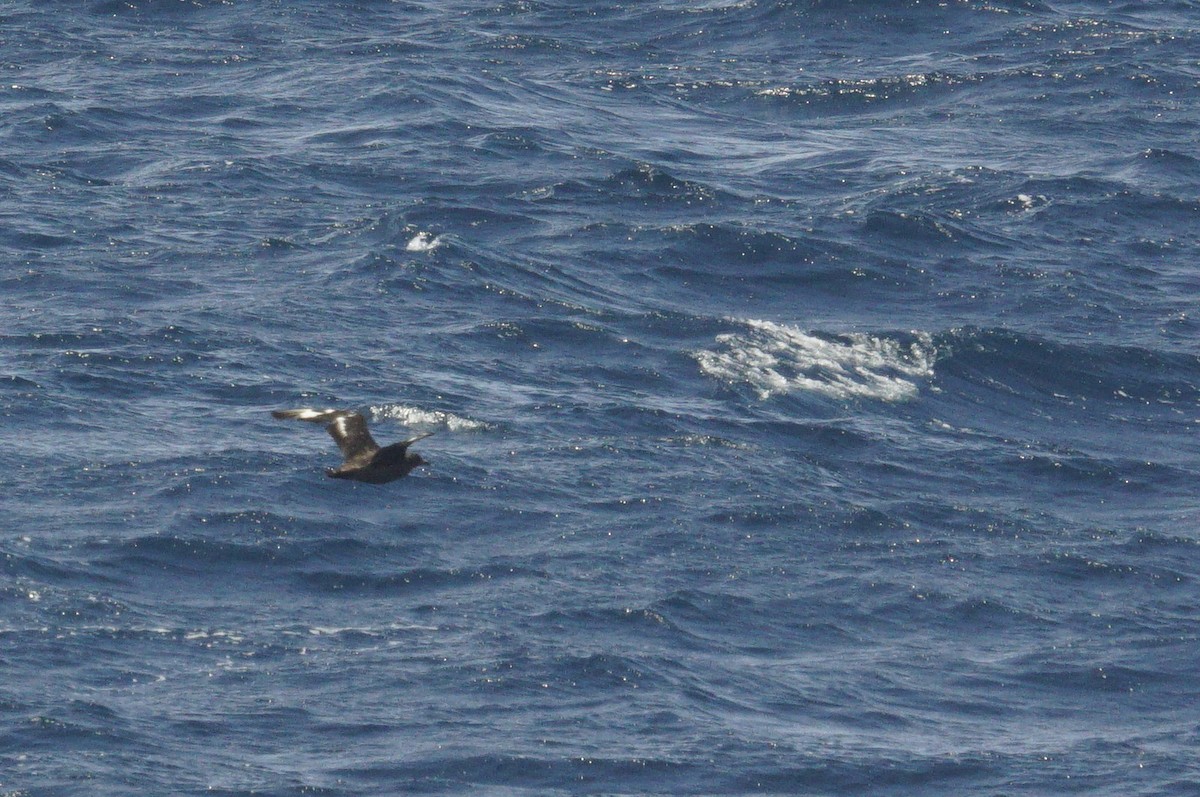 Brown Skua - Mike Pennington