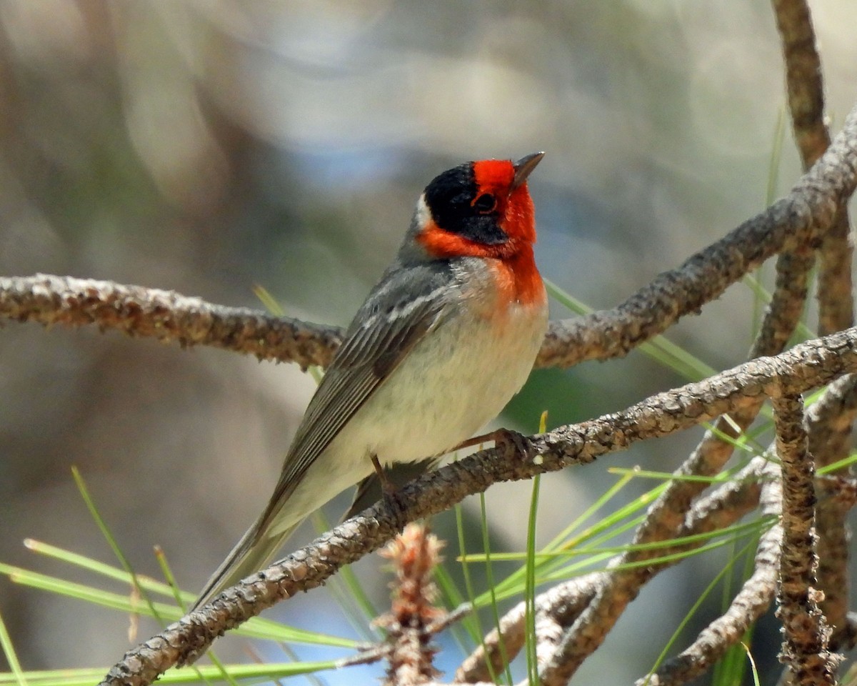 Red-faced Warbler - Tony Sullivan