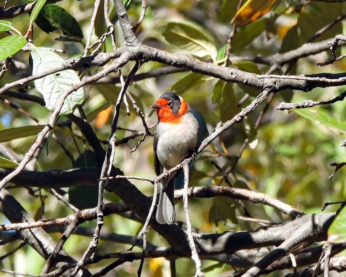 Red-faced Warbler - Tony Sullivan