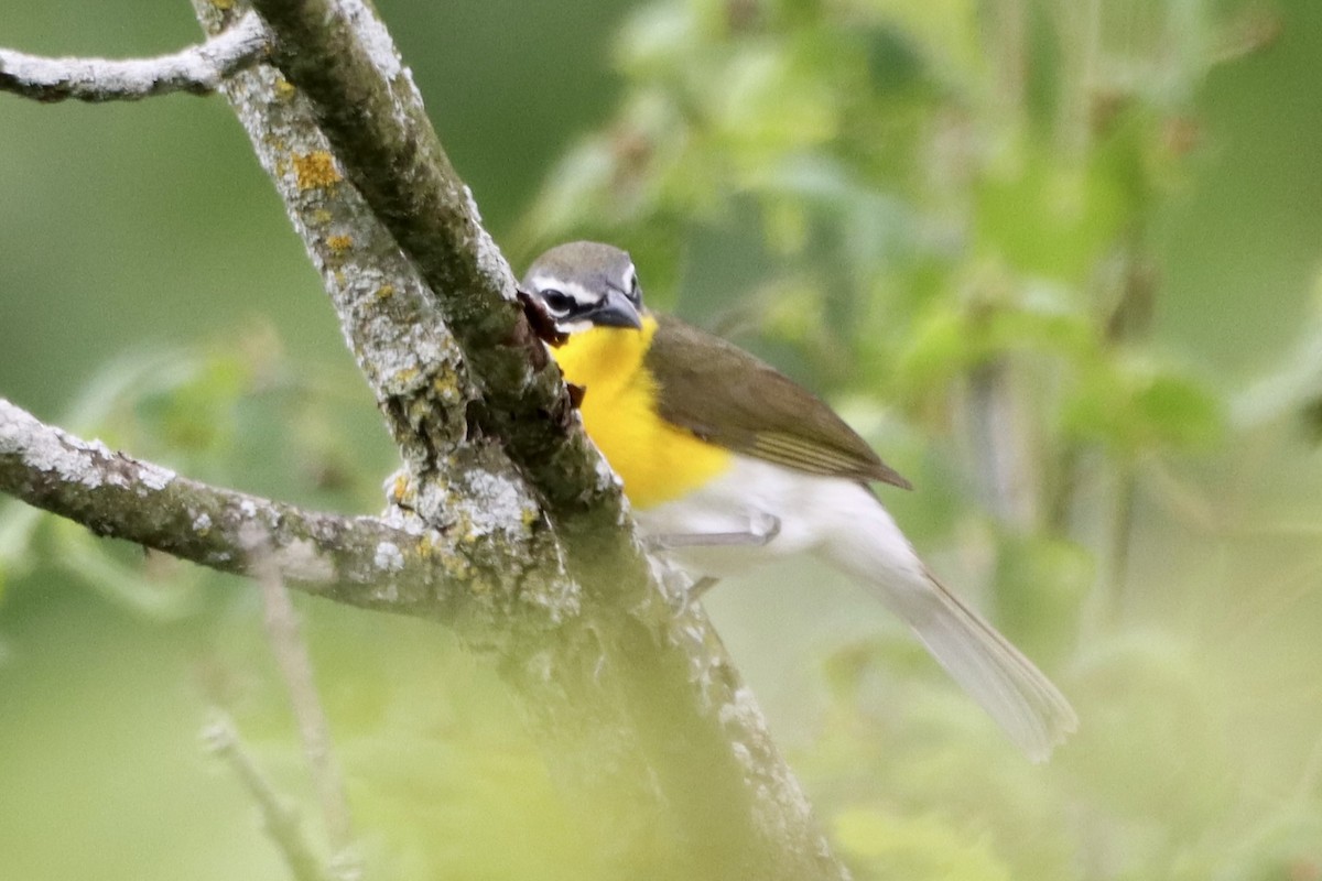 Yellow-breasted Chat - Tom Thaller