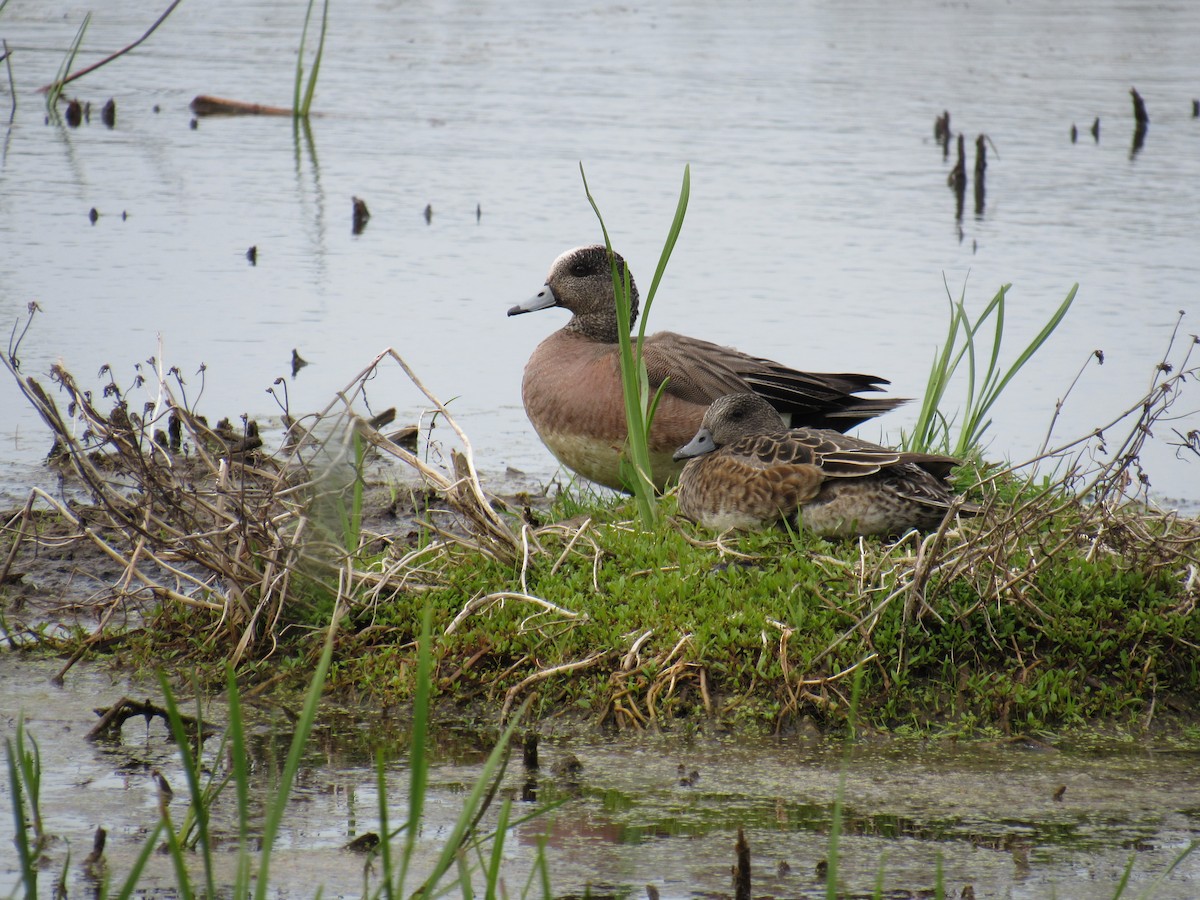 American Wigeon - Marina Bourque