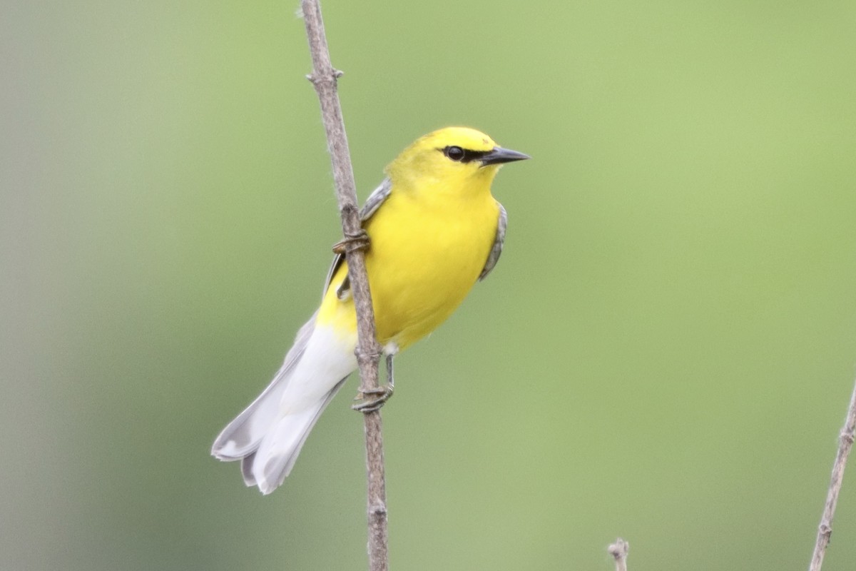 Blue-winged Warbler - Tom Thaller