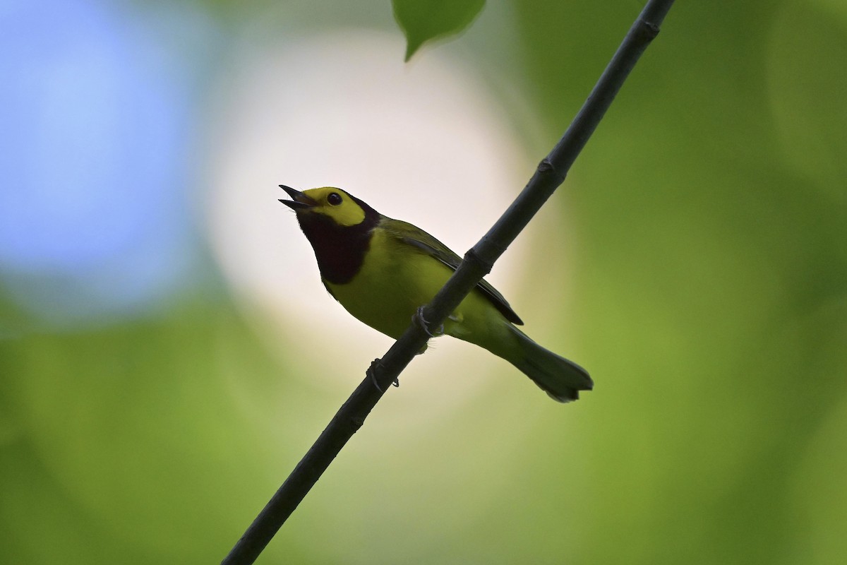 Hooded Warbler - Cameron Young