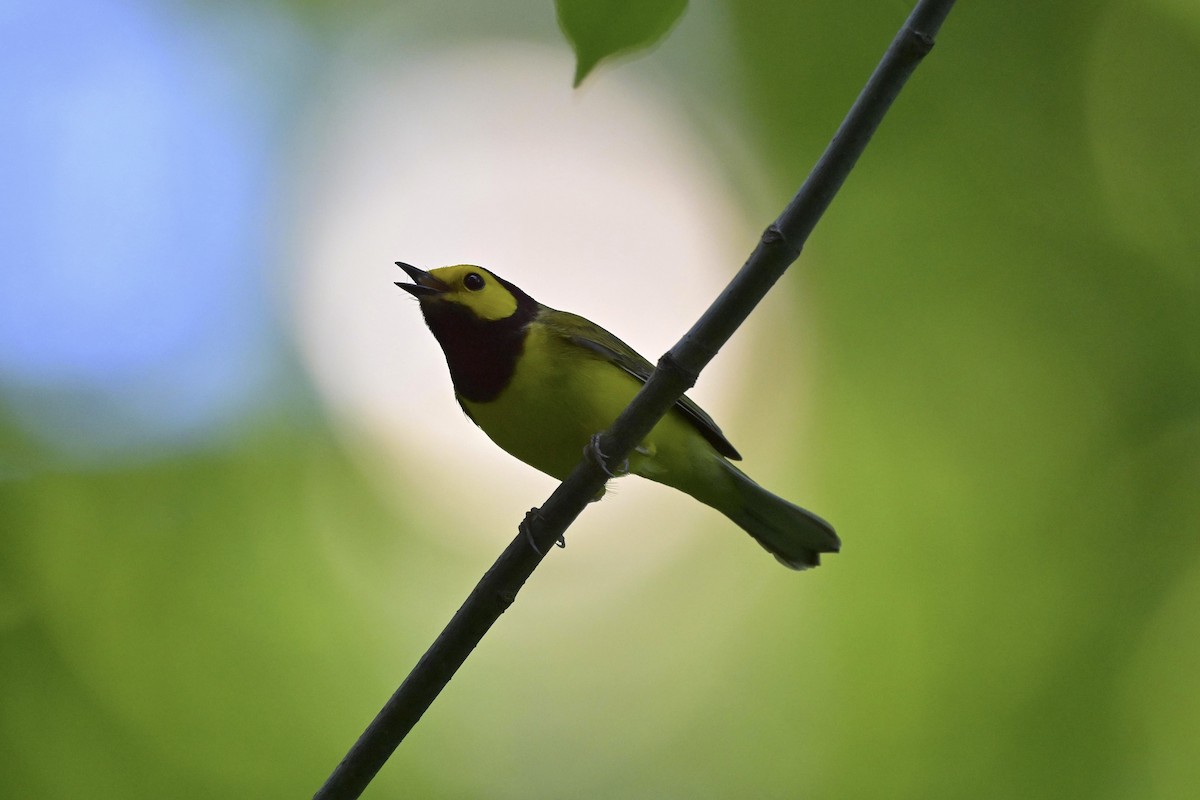 Hooded Warbler - ML619450905