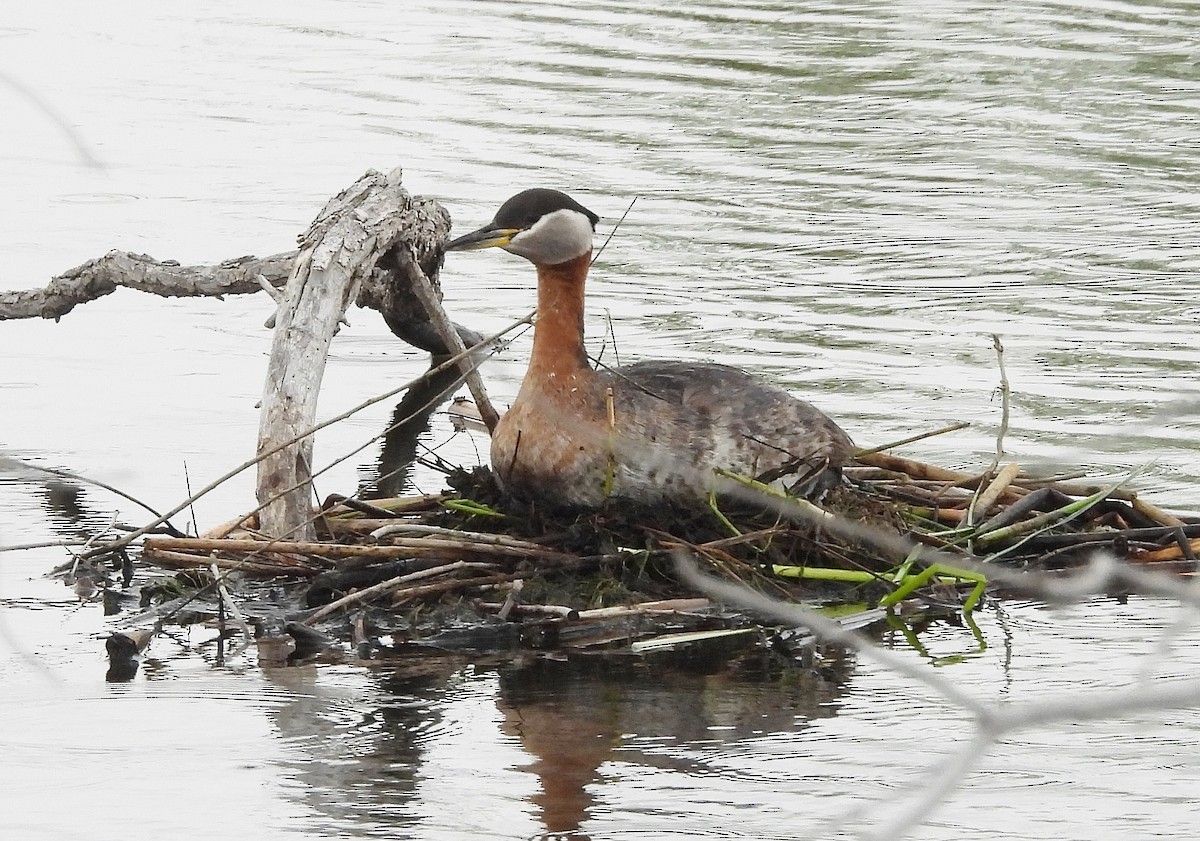 Red-necked Grebe - Pat Grantham