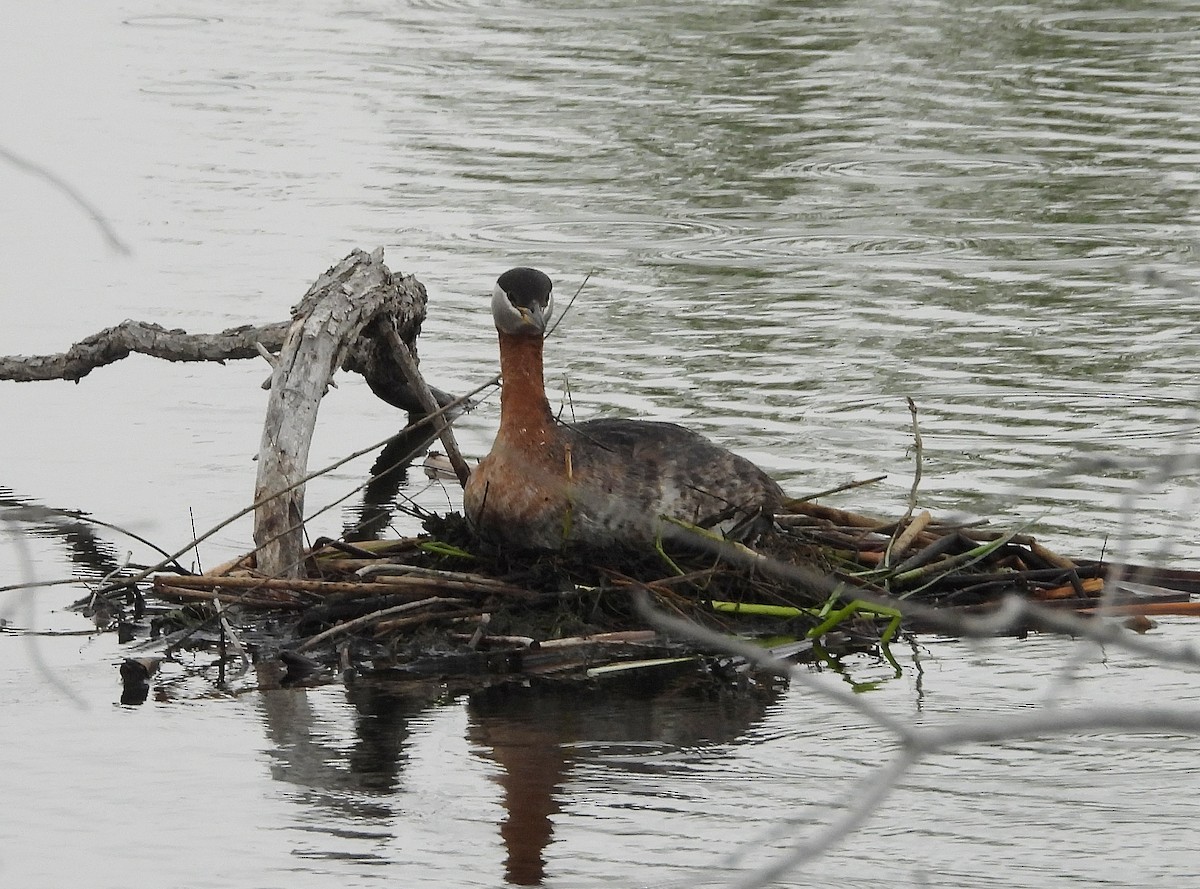 Red-necked Grebe - Pat Grantham