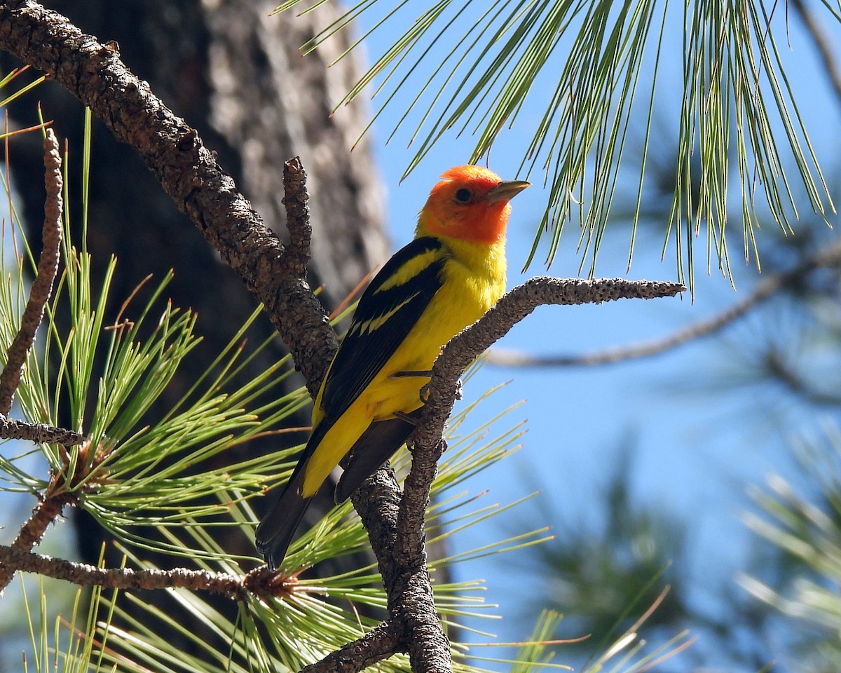 Western Tanager - Tony Sullivan