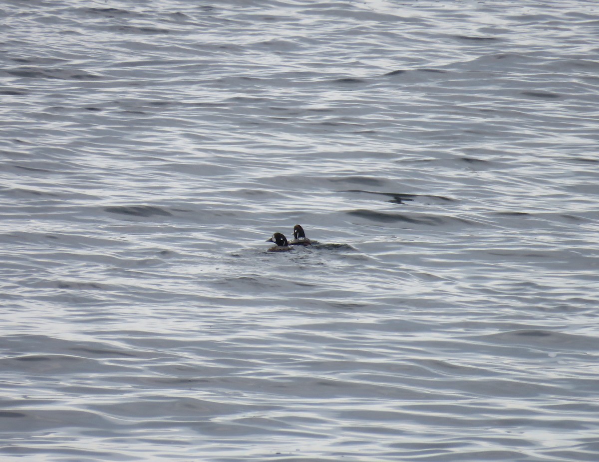 Harlequin Duck - ML619450917