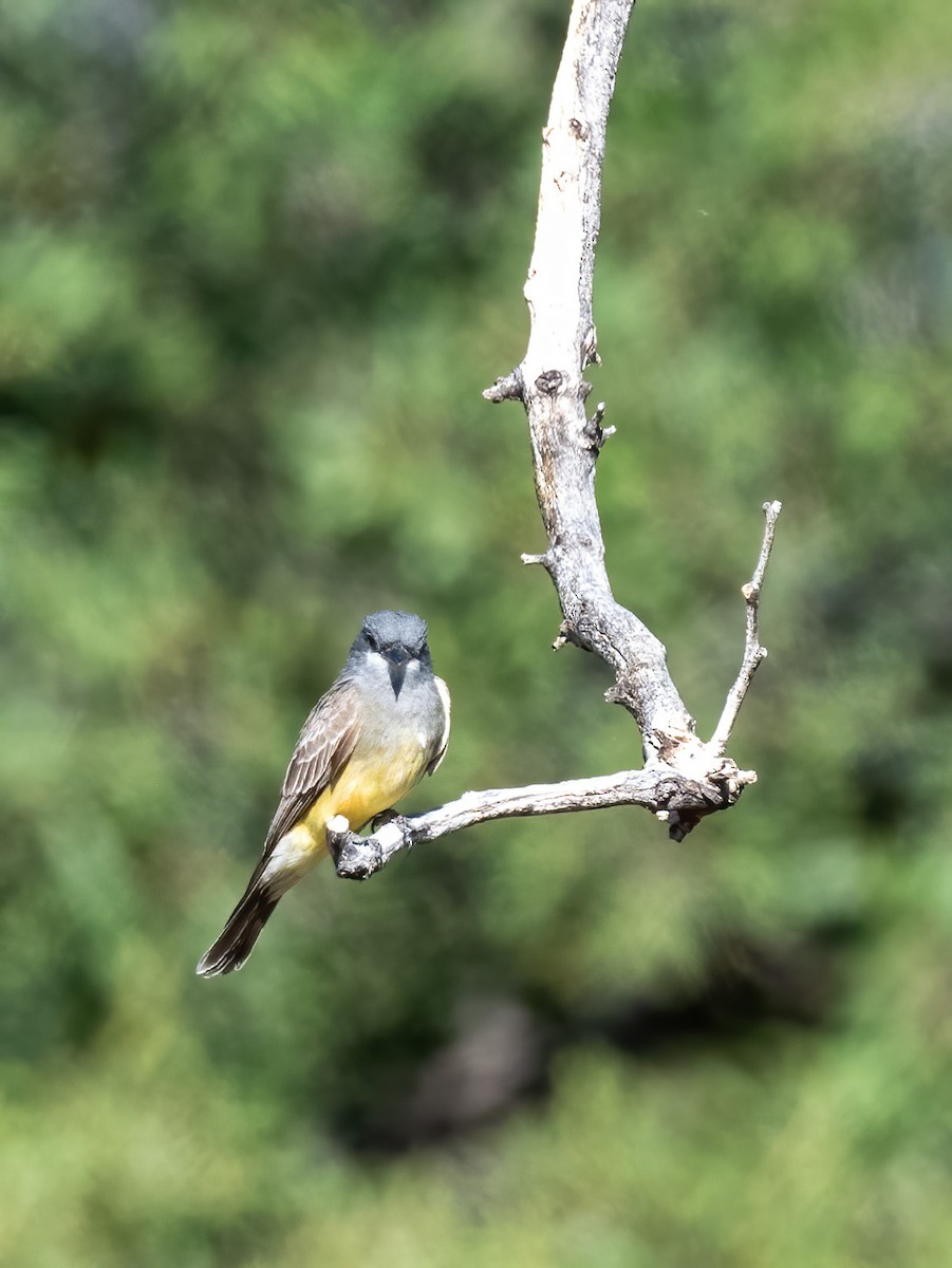 Cassin's Kingbird - Robert Shull