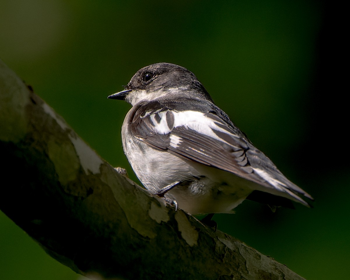 Semicollared Flycatcher - ML619450922