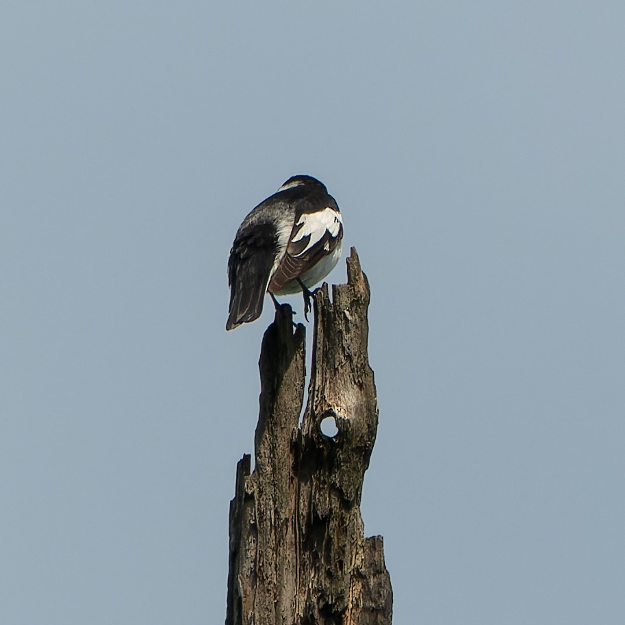 Semicollared Flycatcher - ML619450925